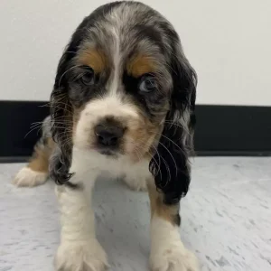 Cocker Spaniel